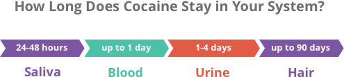 How long is cocaine detectable in your system?