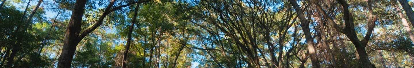 Trees in Tallahassee