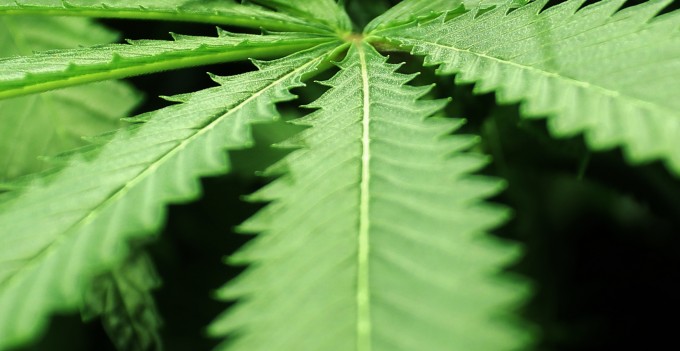 DEA Refuses to Reclassify Marijuana