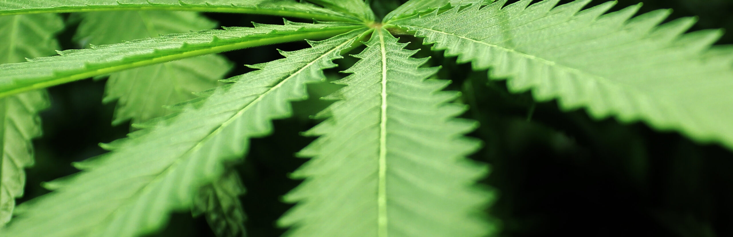 Marijuana leaf