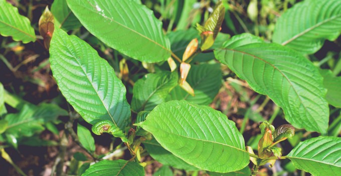 DEA Places Kratom on Schedule I Substance List