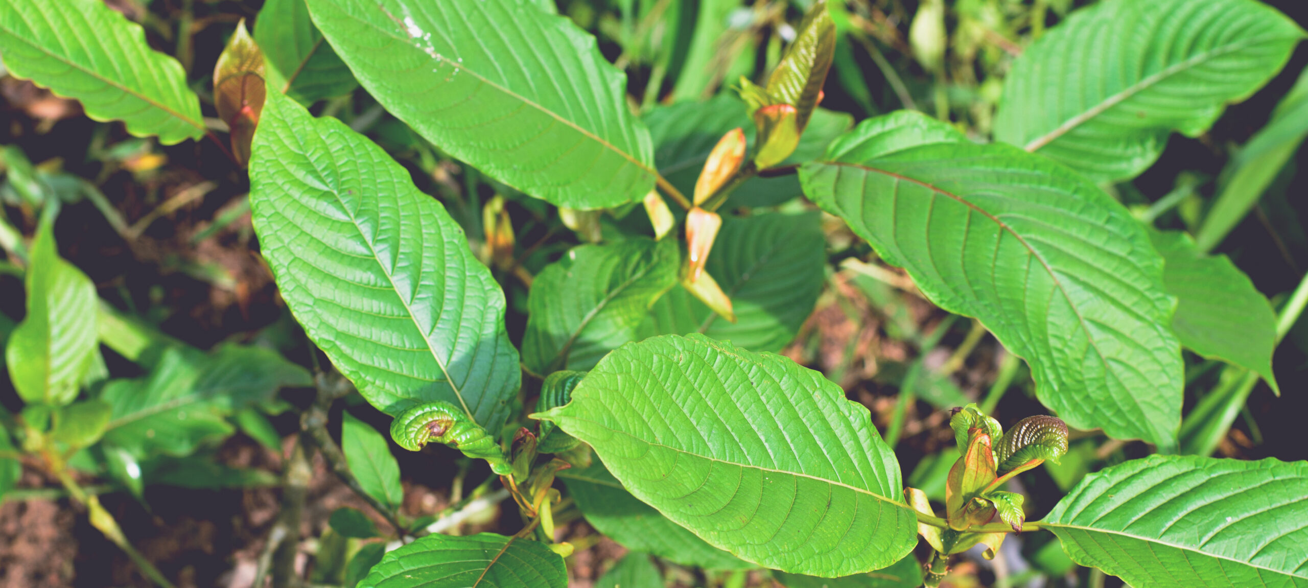 kratom leaf