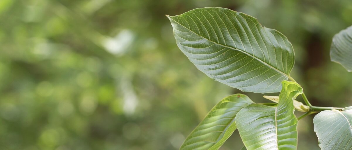 Kratom