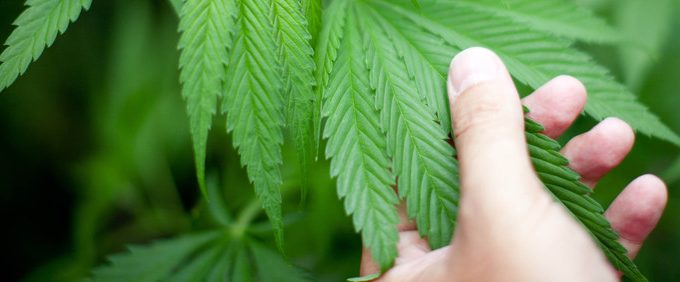 Florida Passes Amendment 2, But Cities Pass Local Bans