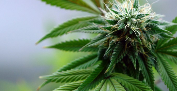 Florida Voters to Consider Medical Marijuana