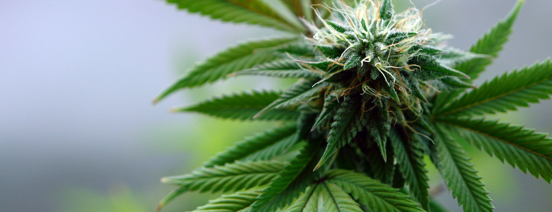 How Long Does Marijuana Stay in Your System