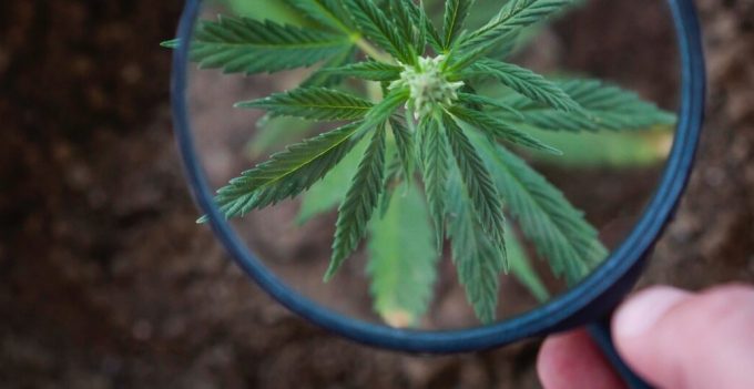 Marijuana Legalization Expands, Though Future Remains Uncertain