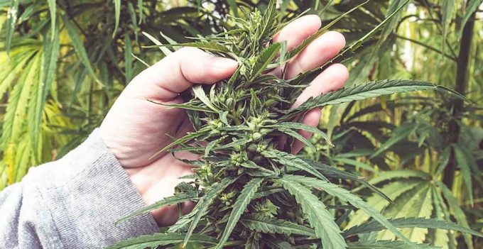 Medical Marijuana Laws Increase Risk for Cannabis Use Disorders