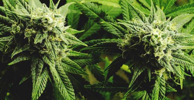 Oregon’s Marijuana Industry: A Brief History