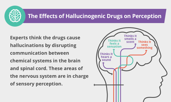 Long-Term Effects of Shrooms